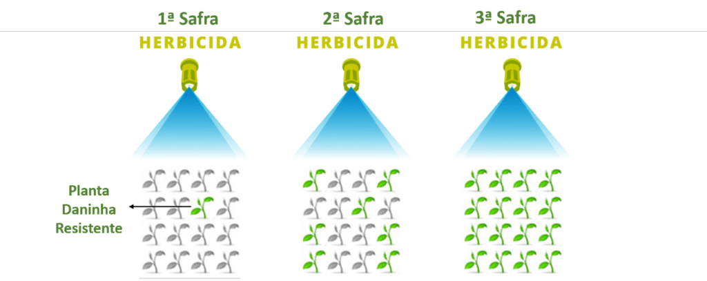 Esquema de indução de resistência em plantas daninha mediante a dose continua de herbicida ao longo das safras