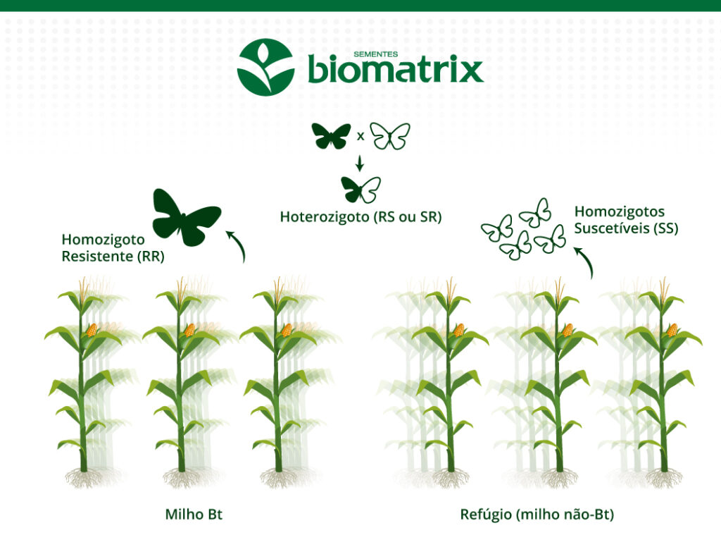 Imagem representando a importância das áreas de refúgio para o processo de Manejo da Resistência de Insetos (MRI)