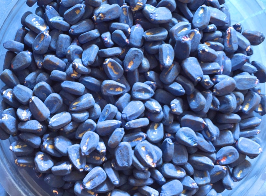 Sementes de milho tratadas.