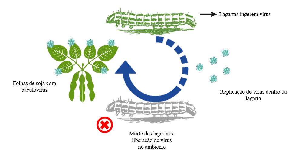 Ciclo de vida da largata com Baculovírus