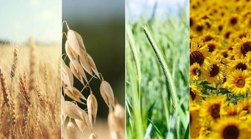 principais culturas de inverno no Brasil