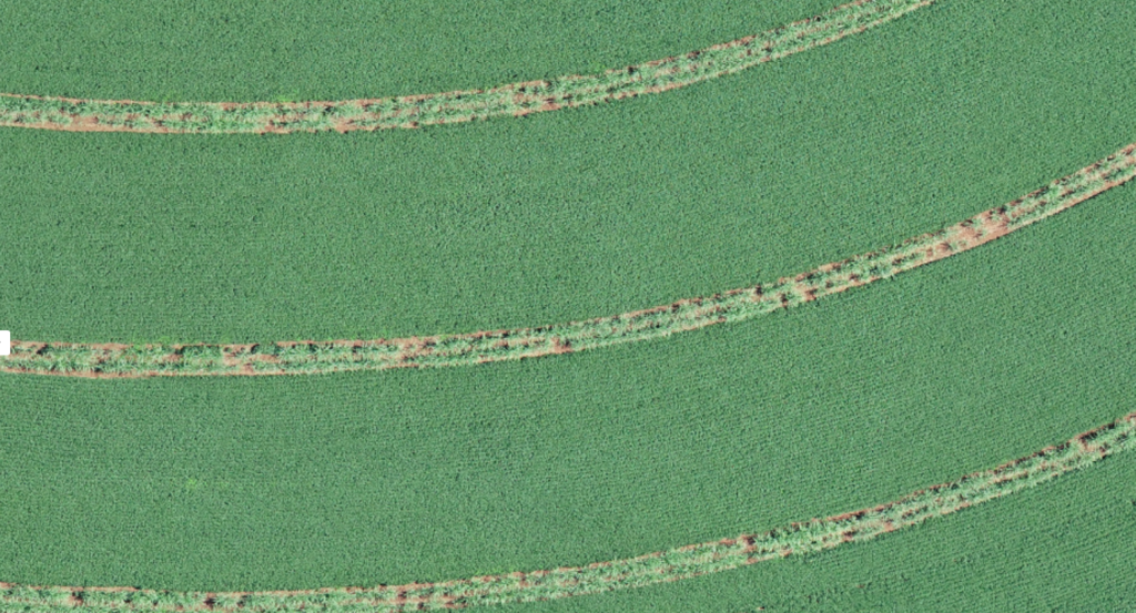 Cultivo de soja em sistema de MEIOSI