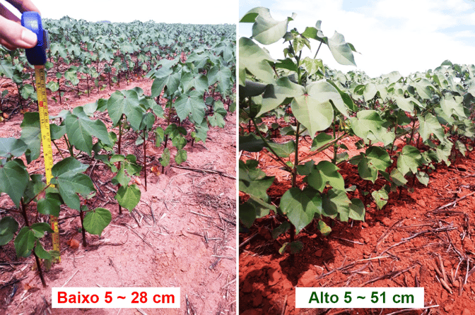 Figura 3 – Medição de altura de plantas nos pontos determinados.