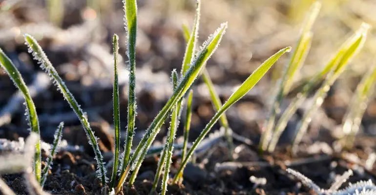 Plantações no inverno coberta por geada
