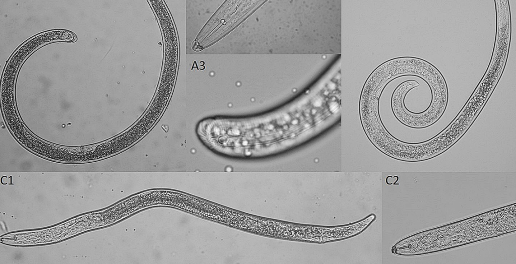 Pratylenchus brachyurus. Fonte: Sociedade Brasileira de Nematologia.