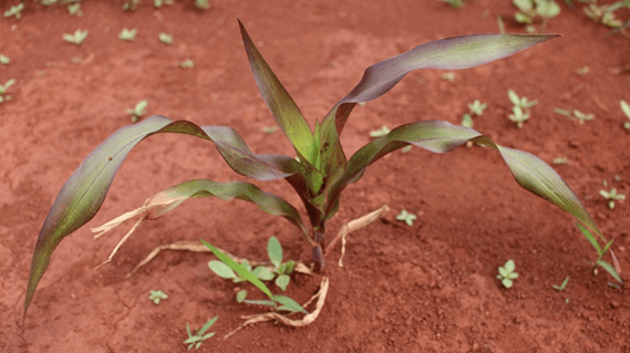 Planta de milho com sintomas típicos de deficiência de fósforo