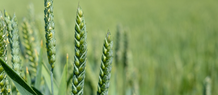 trigo desenvolvimento de frutas