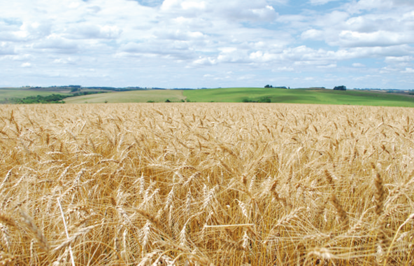 Plantação de Trigo. Fonte: Portal Embrapa