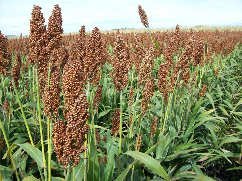 Plantio de sorgo. Fonte  Embrapa 