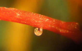 Fêmea de R. reniformis. Fonte: Elevagro.