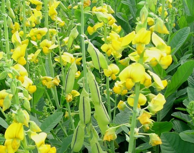 Crotalaria spectabilis utilizada na rotação de cultura em área com nematoide de galhas.