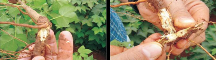 Fase larval e adulto da broca da raiz do algodoeiro. Fonte: Embrapa. 