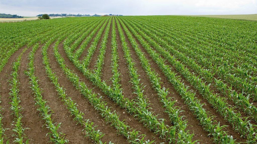 Linhas de plantio de milho sem sobreposição de passadas possibilitada pelo GPS. Fonte: John Deere UK