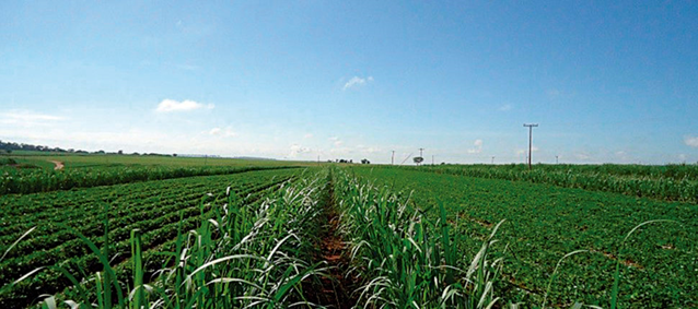 Sistema de MEIOSI com cana MPB