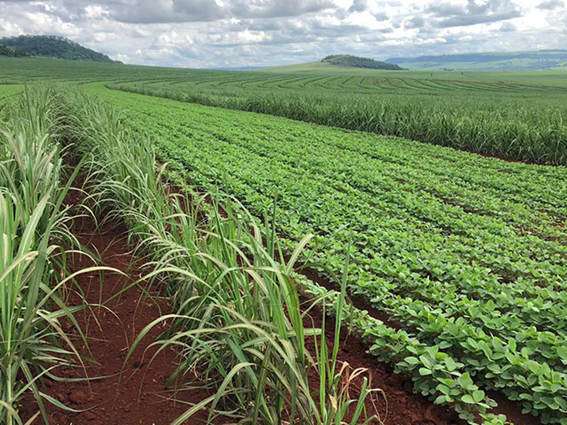 MEIOSI com soja intercalar 