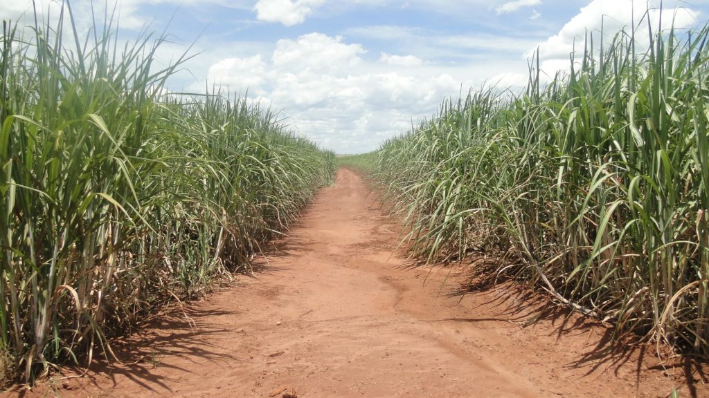 renovação do canavial