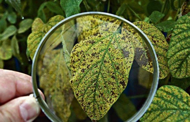 Ferrugem asiática no Brasil. Fonte: APROSOJA