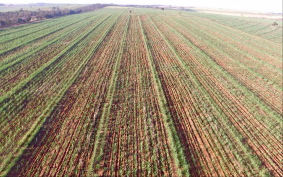 Plantio de cana MEIOSI