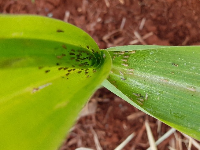 Ninfas e adultos no interior do cartucho. Fonte: Revista Cultivar.
