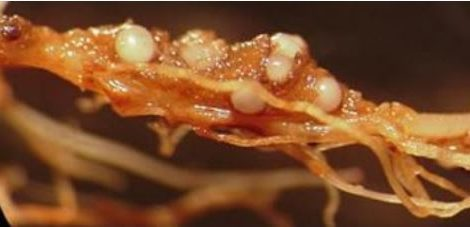 Fêmeas de Meloidogyne spp. dentro de raízes infectadas. Fonte: Embrapa.