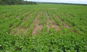 Sintomas causados pelo nematoide das galhas (Meloidogyne spp.) em lavouras de soja. Fonte: Guilherme Lafourcade Asmus (Embrapa)