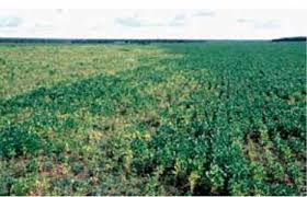 Sintomas causados pelo nematoide das galhas (Meloidogyne spp.) em lavouras de soja. Fonte: Guilherme Lafourcade Asmus (Embrapa)