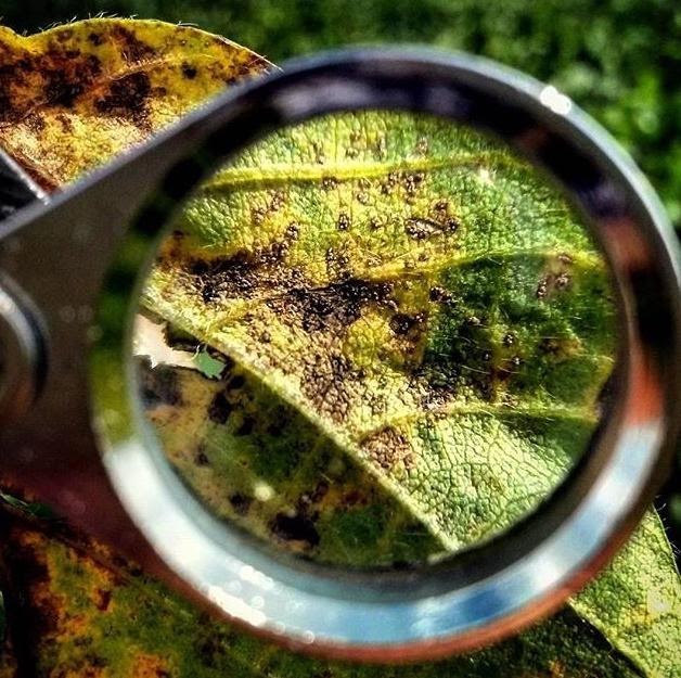 Sintomas da ferrugem asiática em planta de soja. Fonte: Bortoluzzi sementes. 