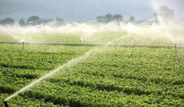 irrigação de plantas