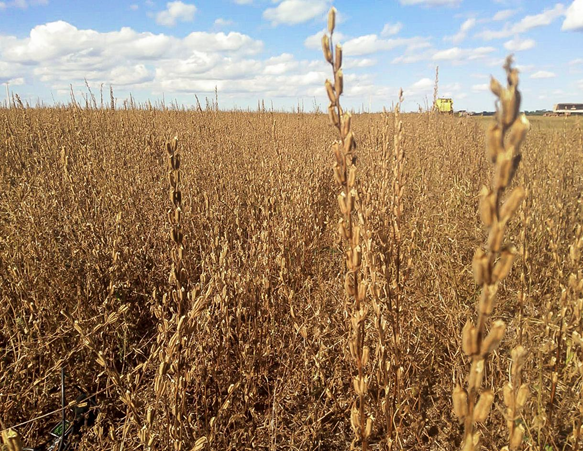  Plantação de Gergelim. Fonte: Canal Rural