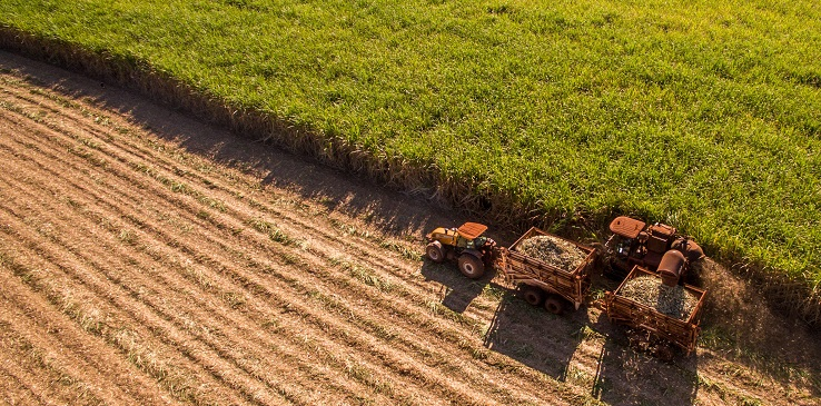 Processo cultural em cana de açúcar