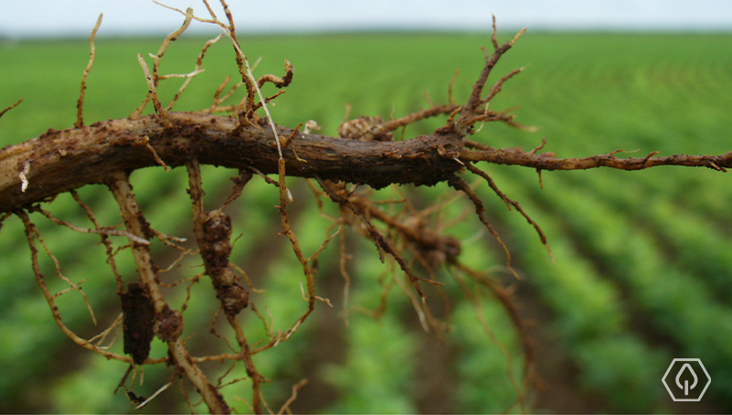 Sintomas de P. brachyurus em raiz de soja. Fonte: Elevagro.