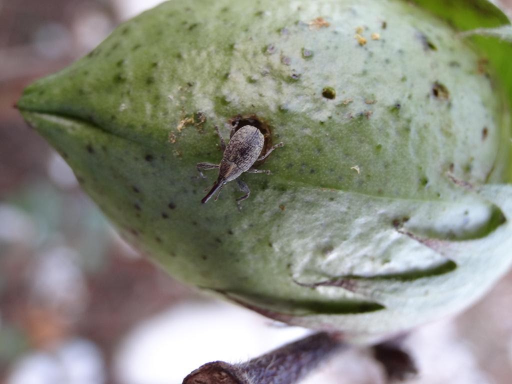 bicudo do algodoeiro 