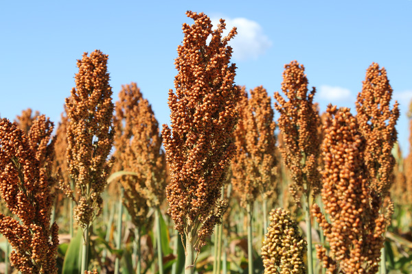 Sorgo
