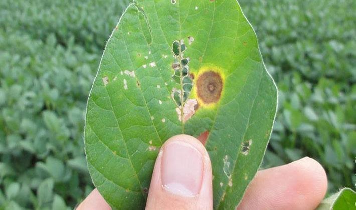 Sintomas da antracnose na soja: Fonte: Reserva News