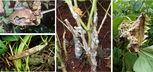 Mofo-branco na soja. Fonte: Departamento de Fitopatologia UFV.