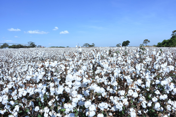 Plantação de Algodão. Fonte: Embrapa