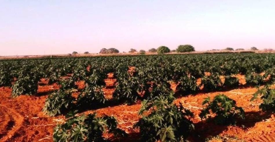 A definição do espaçamento é fundamental para um bom plantio da mamona