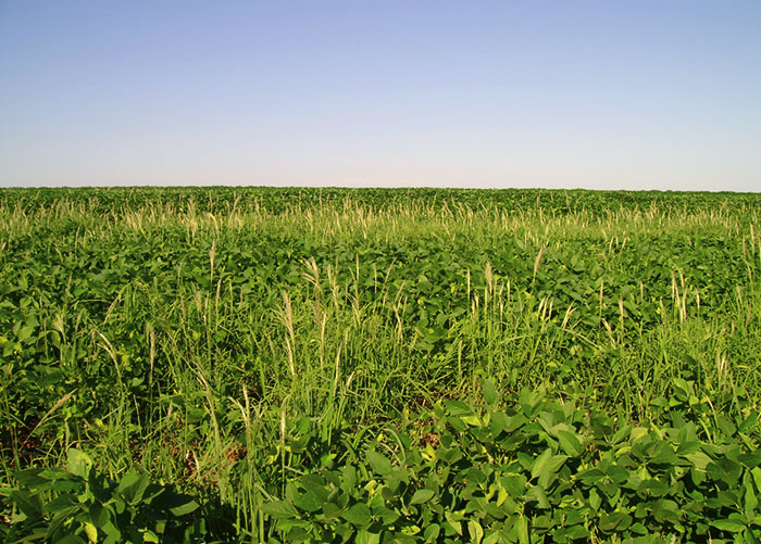 Lavoura sem aplicação de herbicidas