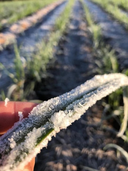 Geada na lavoura de cana-de-açúcar. 