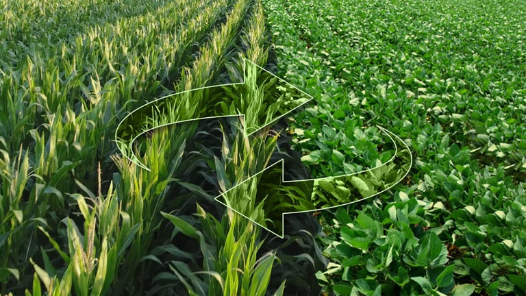 Rotação de cultura