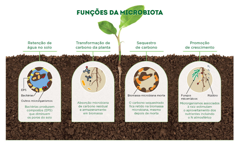 função da microbiota de fungos e bactérias