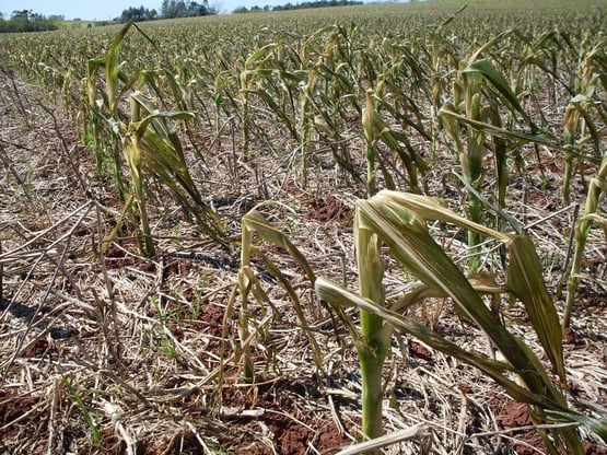 Milho queimado por efeitos da Geada. Fonte: Canal Rural