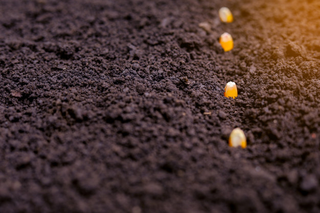 Deposição correta de sementes de milho