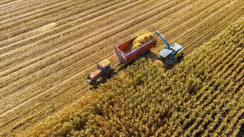 Colheita de milho para silagem. Fonte: Vida Rural.