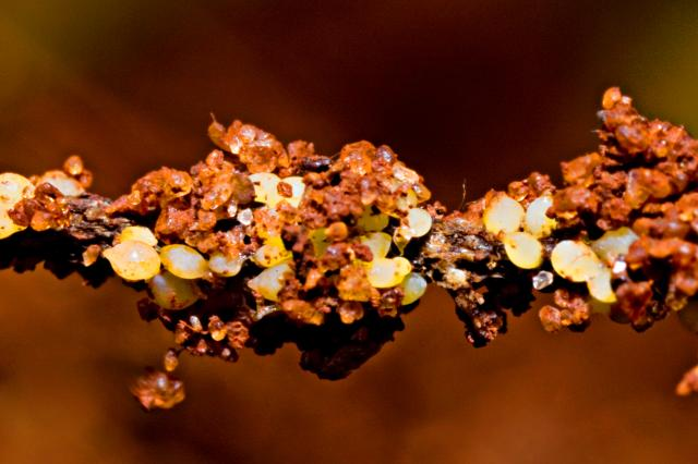 Fêmeas presas às raízes de soja.Fonte: Embrapa.