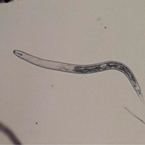 Heterodera glycines. Fonte: Promip.