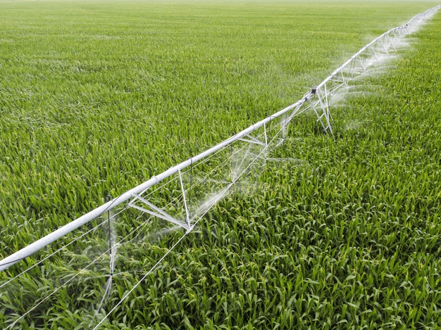 Irrigação na cultura do milho. Fonte: Freepik.