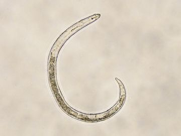 Rotylenchulus reniformis. Fonte: Agrolink.