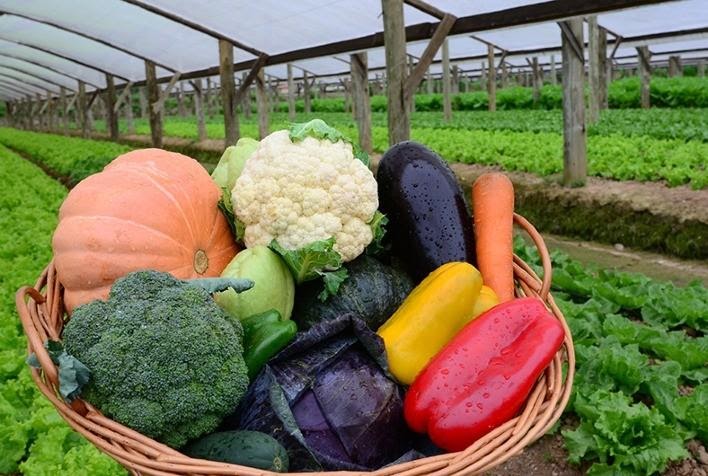 plantio de orgânicos