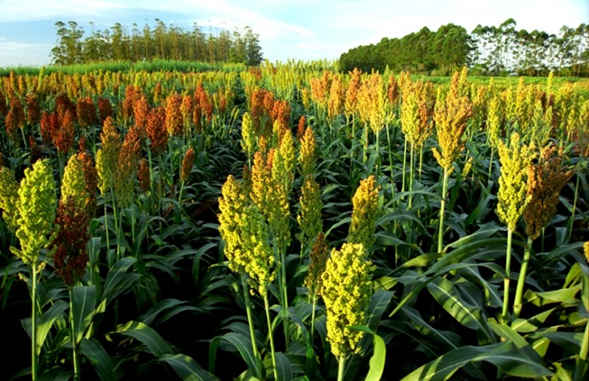 Plantação de Sorgo. Fonte: Rural Pecuária na rotação de cultura